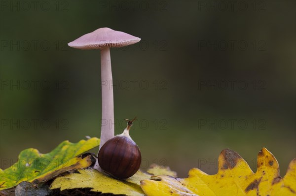 Lilac Bonnet (Mycena pura)