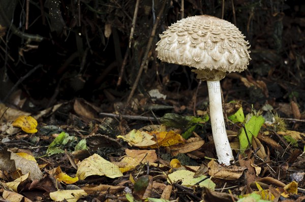 Shaggy Parasol (Chlorophyllum rachodes syn Macrolepiota rhacodes)