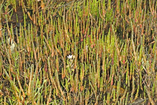 Perennial Glasswort (Sarcocornia perennis)