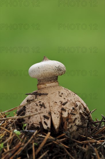 Striate Earthstar (Geastrum striatum)