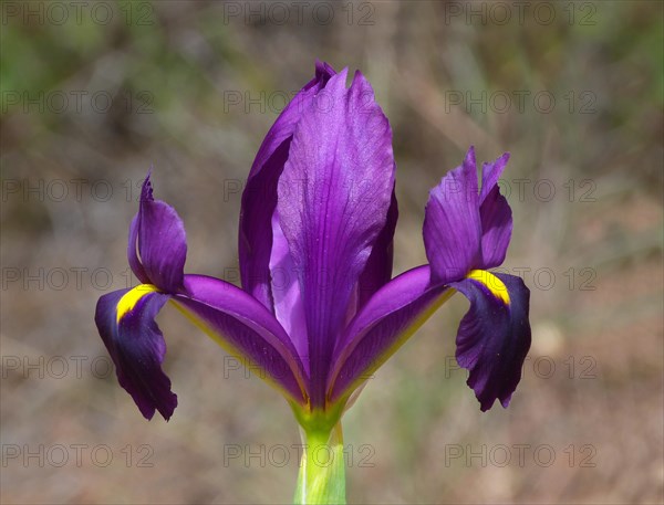 Yellow Hart Iris (Iris filifolia)
