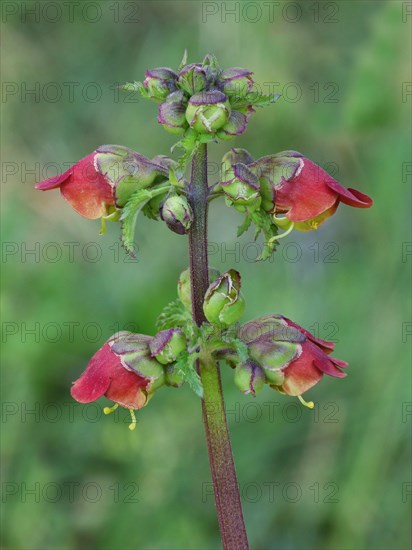 Square-stem Figwort (Scrophularia trifoliata)