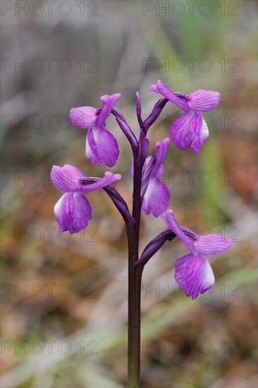 Champagne's Orchid (Orchis champagneuxii)