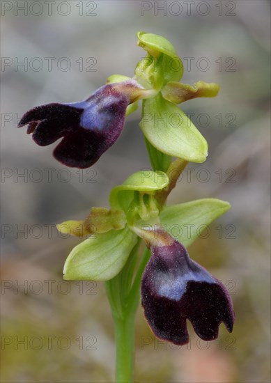 Atlantic Bee Orchid (Ophrys atlantica)