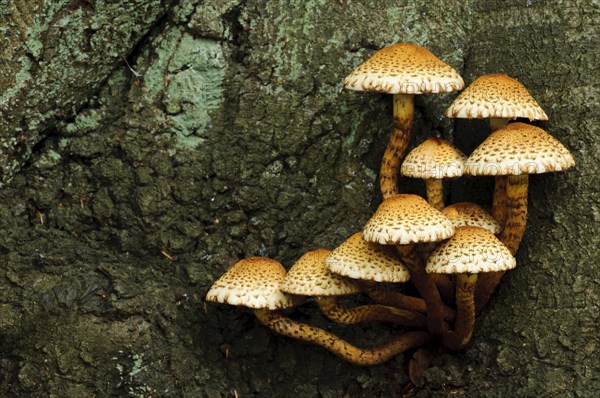 Shaggy Scalycap (Pholiota squarrosa)