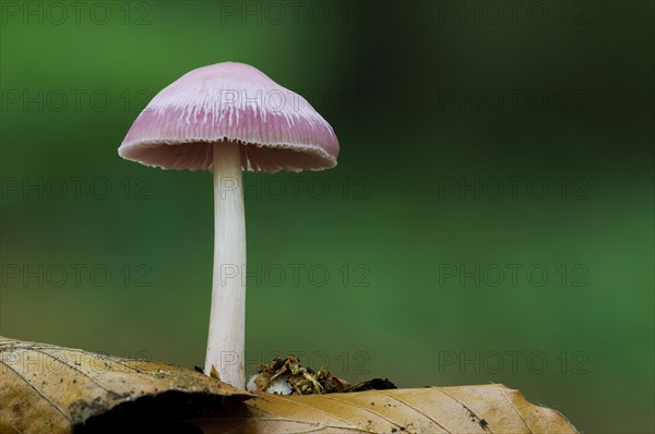 Pink Bonnet (Mycena rosella)