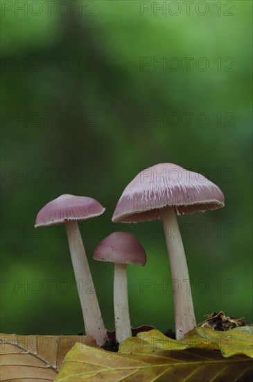 Pink Bonnet (Mycena rosella)