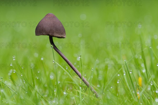 Turf Mottlegill (Panaeolus fimicola)