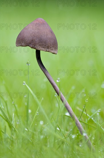 Turf Mottlegill (Panaeolus fimicola)