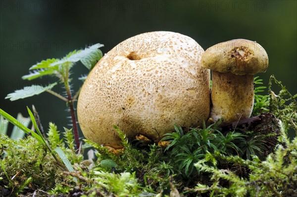 Parasitic Bolete (Pseudoboletus parasiticus)