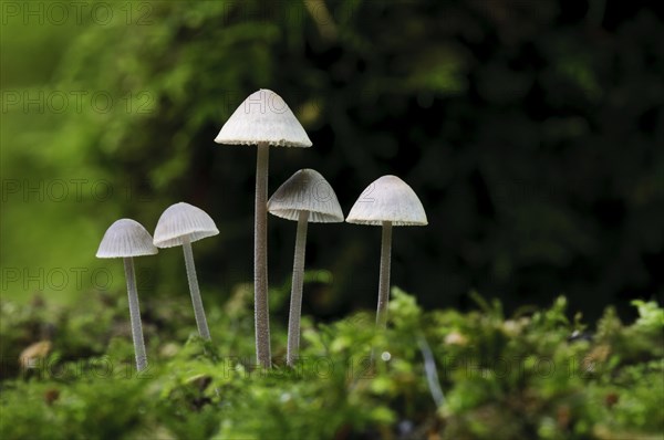 Coldfoot Bonnet (Mycena amicta)