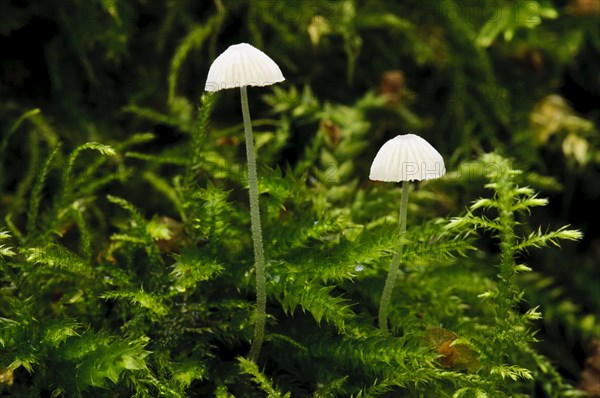 Yellowleg Bonnet (Mycena epipterygia)