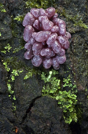 Purple Jellydisc (Ascocoryne sarcoides)