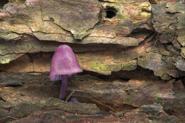 Burgundydrop Bonnet (Mycena haematopus)