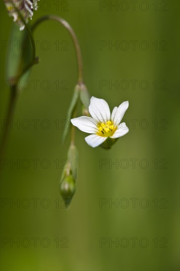 Fairy Flax (Linum catharticum)