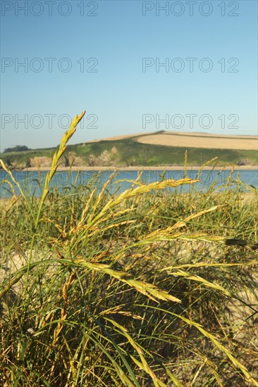 Sand Couch (Elytrigia juncea)