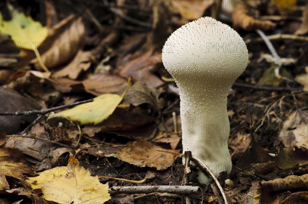 Common Puffball (Lycoperdon perlatum)