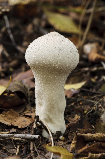 Common Puffball (Lycoperdon perlatum)