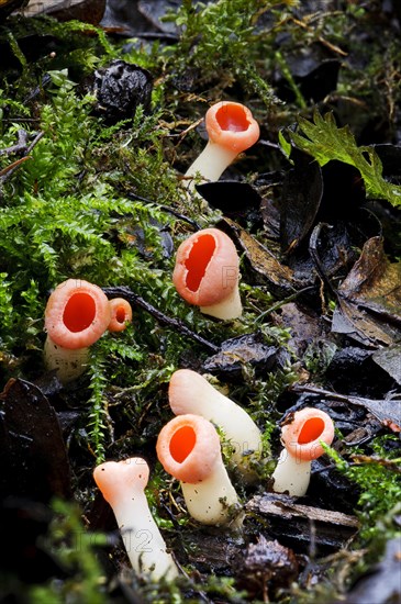 Scarlet Elf Cup (Sarcoscypha austriaca)