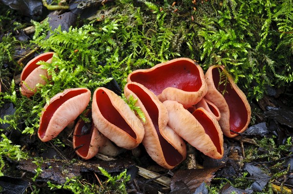 Scarlet Elf Cup (Sarcoscypha austriaca)