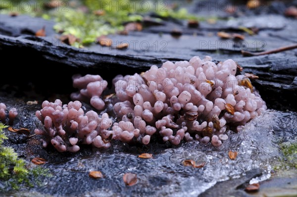 Silverleaf Fungus (Chondrostereum purpureum)