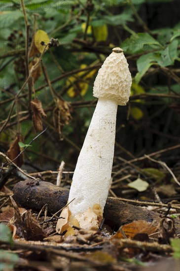 Common Stinkhorn (Phallus impudicus)