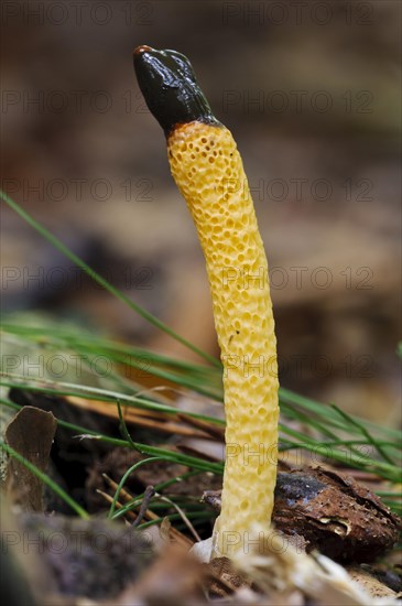 Dog Stinkhorn (Mutinus caninus)