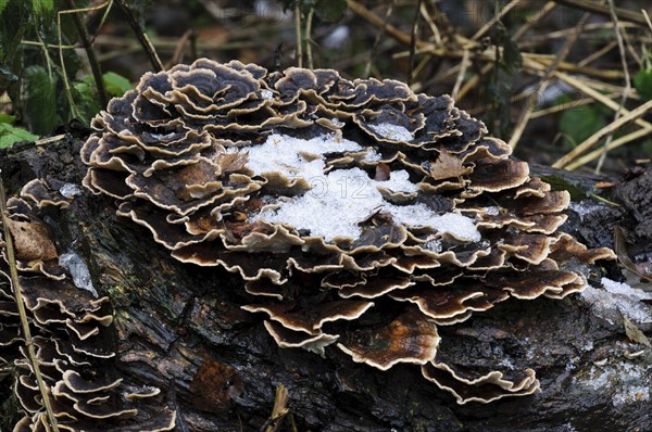 Banded Polypore (Trametes versicolor)