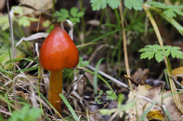 Blackening Waxcap (Hygrocybe nigrescens)