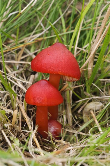 Scarlet Waxcap (Hygrocybe coccinea)