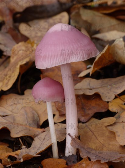 Pink Waxcap (Hygrocybe calyptriformis)
