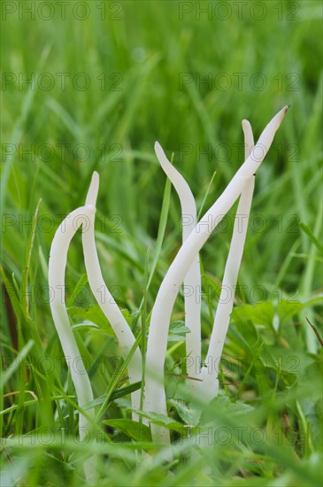 White Spindles (Clavaria fragilis)