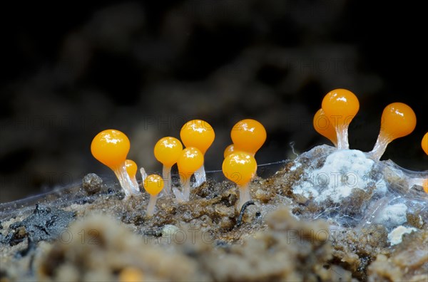 Slime-mould (Hemitrichia calyculata)