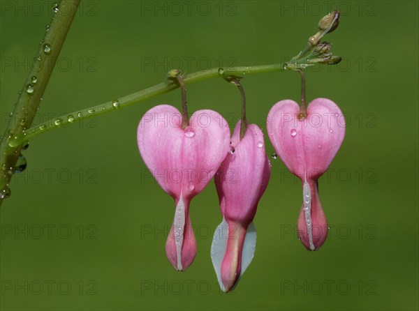 Bleeding Heart (Dicentra spectabilis)