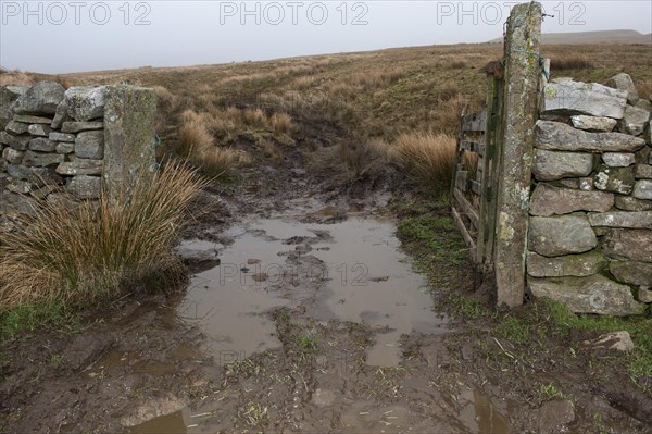Soil damage by quad bike and puddle in gateway on moorland