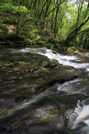 River flowing through tree-lined gorge