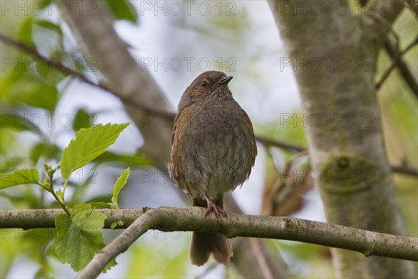 Dunnock (Prunella modularis)