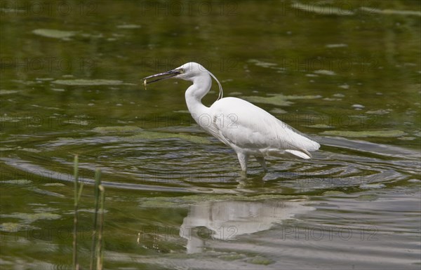 Little Egret (Egretta garzetta) fishing at Lackford Lakes Suffolk