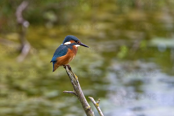 Common Kingfisher (Alcedo atthis)