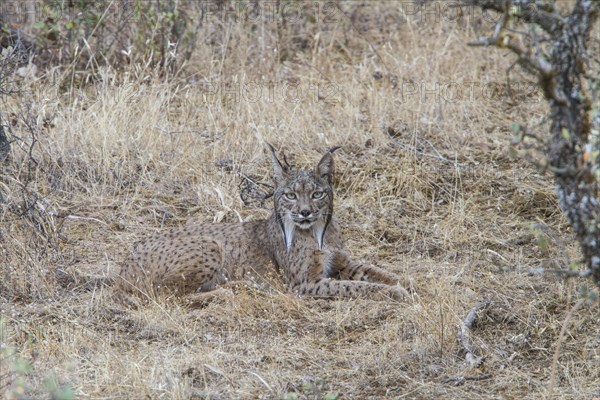 Iberian Lynx or Pardel Lynx (Lynx pardinus)