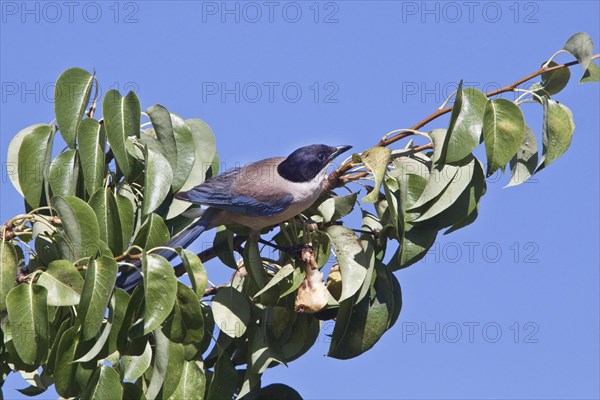 Azure-winged Magpie (Cyanopica cyanus) feeding on a pear tree