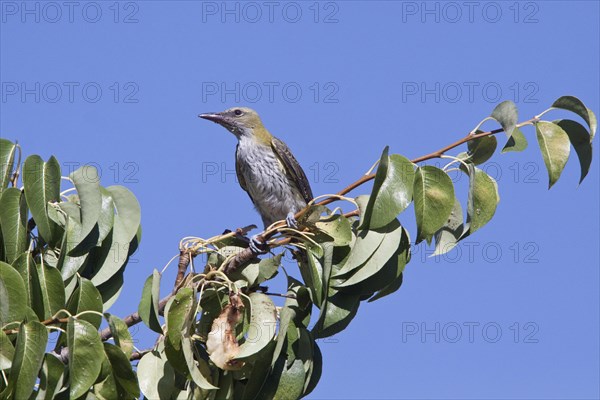 Golden Oriole (Oriolus oriolus)