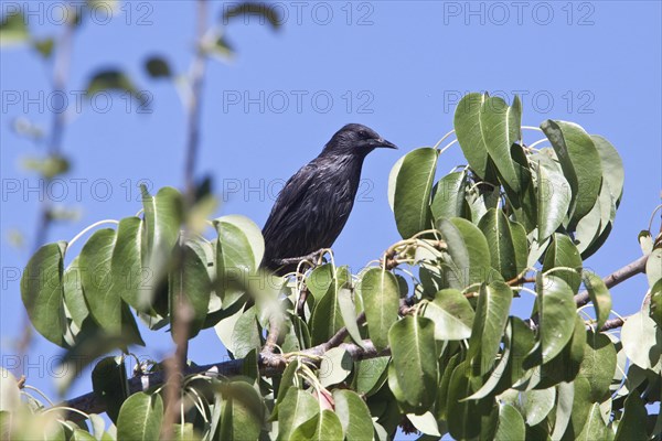 Spotless Starling (Sturnus unicolor) on pear tree