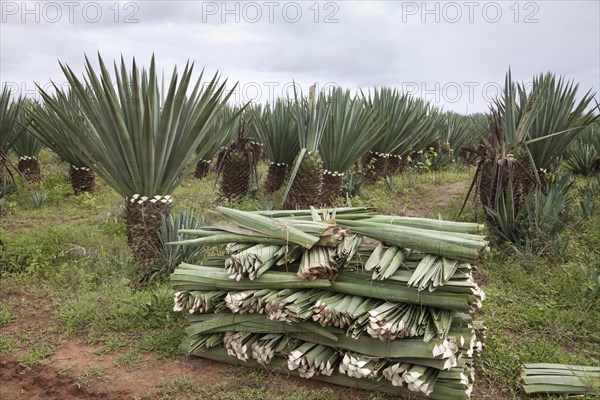 Sisal (Agave sisalana) crop