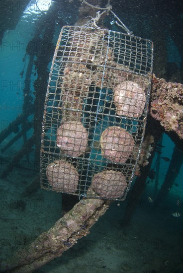 Oysters for cultivating pearls in trays