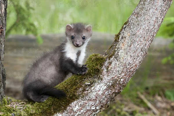 Young stone marten