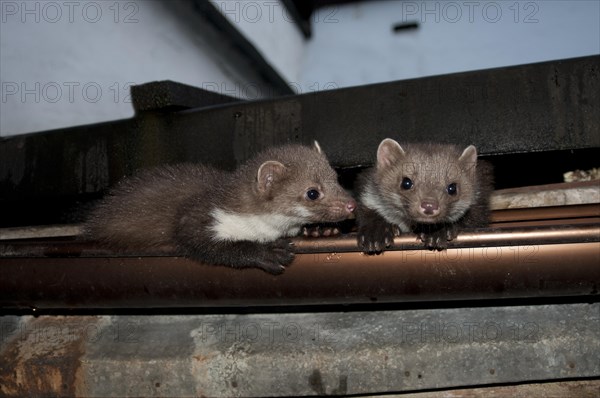 Young stone martens