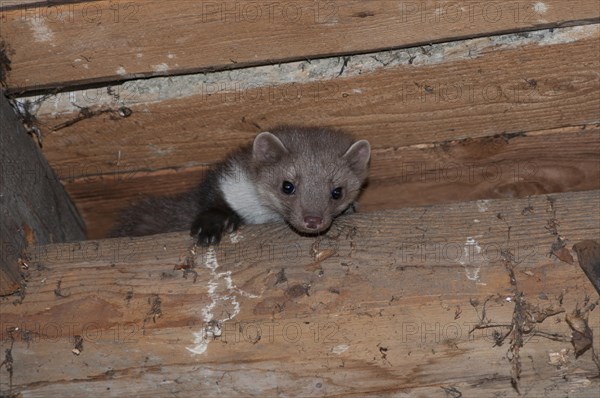 Young stone marten