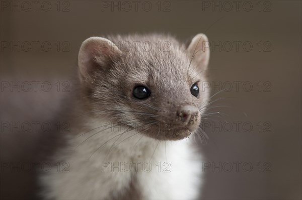 Young stone marten