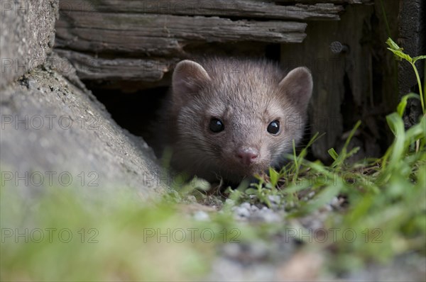 Young stone marten